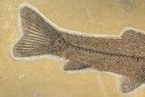 Fossil Fish (Notogoneus) From Wyoming - Huge For Species! #163449-2